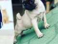 A kalite pug yavruları yeni sahibini arıyor 