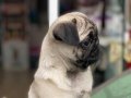 Şecere Kalitesinde Basık Surat Safkan Pug Yavruları