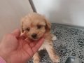 Maltipoo Yavruları