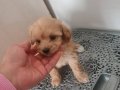 Maltipoo Yavruları