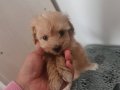 Maltipoo Yavruları