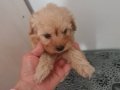 Maltipoo Yavruları