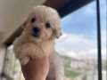 Beyaz Maltipoo Yavrularımız 