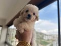 Beyaz Maltipoo Yavrularımız 