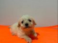 Beyaz Maltipoo Yavrularımız 