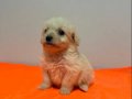Beyaz Maltipoo Yavrularımız 