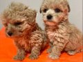 Eğitimli Maltipoo Yavrularımız