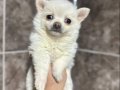 Beyaz Pomeranian Yavrumuz 