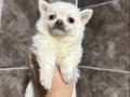 Beyaz Pomeranian Yavrumuz 