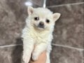 Beyaz Pomeranian Yavrumuz 