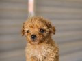 Kore kan maltipoo