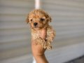 Kore kan maltipoo