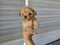 Kore kan maltipoo