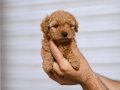 Minyatür toy Poodle yavrumuz 
