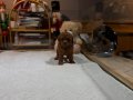 Safkan Kore toy Poodle 