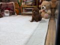 Safkan Kore toy Poodle 