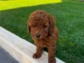 Safkan Kore toy Poodle 