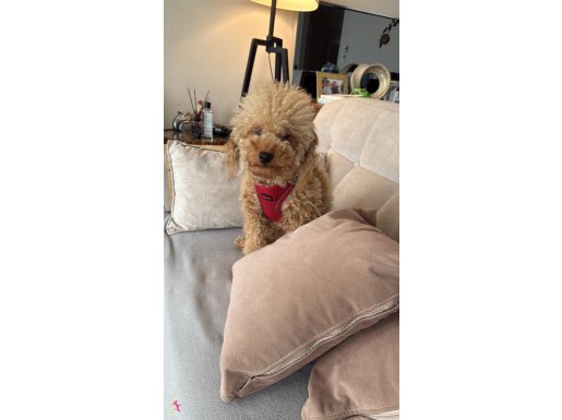 Sosyal Ortamların Yeni Yıldızı: 11 Aylık Kıvırcık Poodle Oğlumuz