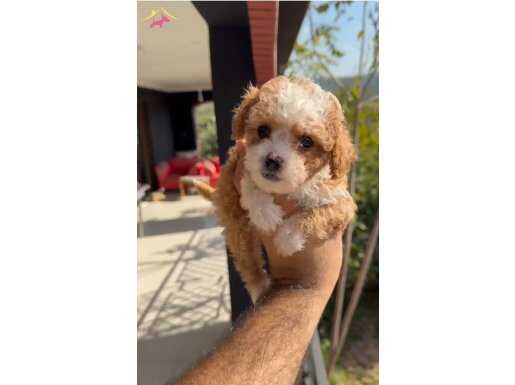 2 aylık dişi maltipoo yavruları