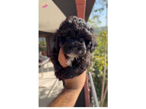 2 aylık erkek maltipoo yavruları