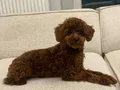 ırk ve sağlık garantili premium toy poodle yavruları rez açk