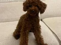 ırk ve sağlık garantili premium toy poodle yavruları rez açk