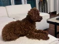 ırk ve sağlık garantili premium toy poodle yavruları rez açk