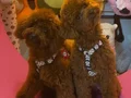 ev ortamında doğan premium teacup poodle bebekler 