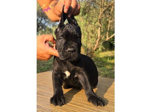 en iyisini arayanlara ırk ve sağlık garantili şecere belgeli