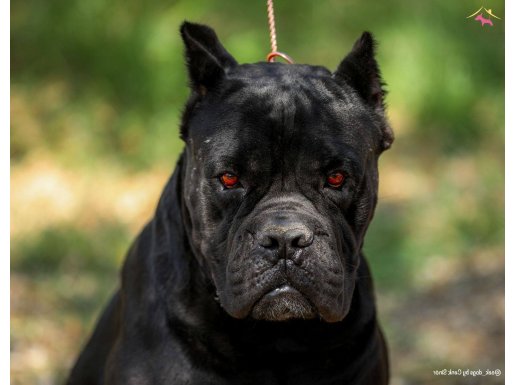 Irk ve sağlık garantili A şecere belgeli üst seviye cane cor