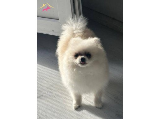 Pamuk Şekeri Tadında 6 Aylık Erkek Pomeranian Boo