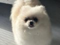 Pamuk Şekeri Tadında 6 Aylık Erkek Pomeranian Boo