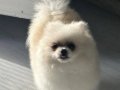 Erkek Pomeranian Boo Yavru Kar Beyaz Sağlıklı