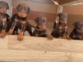 Doberman yavruları