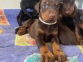 Doberman yavruları