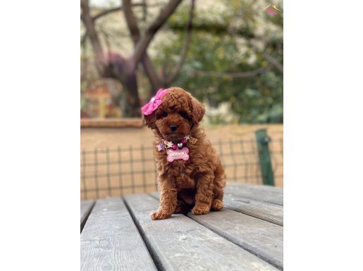 Anne Altından Red Brown Toy Poodle