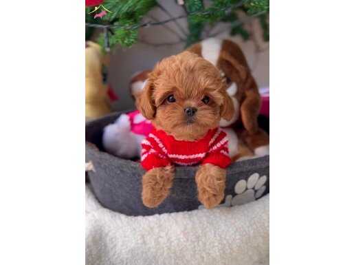 Kore Kan Bebek Surat Maltipoo
