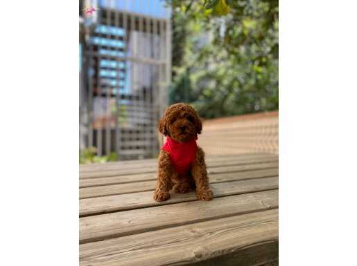 Anne Altından Red Brown Toy Poodle Yavrular