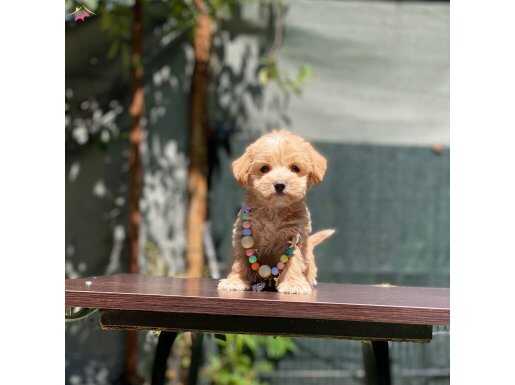 Mini Boy Dişi ve Erkek Maltipoo Yavrular