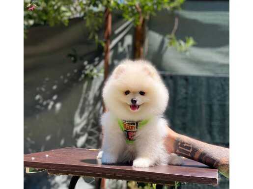Ayıcık Surat Pomeranian Boo