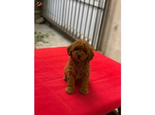 3,5 aylık Red Brown dişi Toy Poodle
