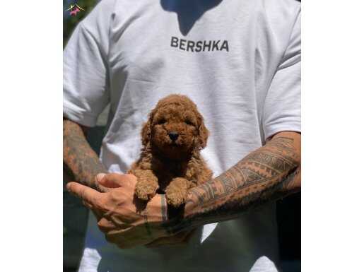 Safkan Red Brown Toy Poodle bebekler
