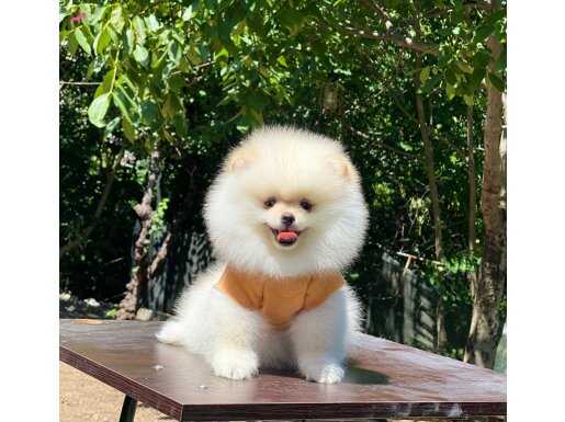 Ayıcık Surat Pomeranian Boo