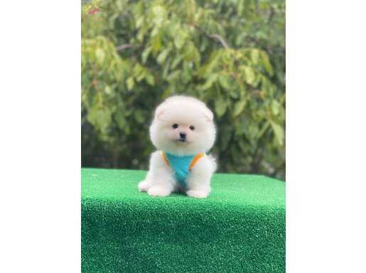 Ayıcık Surat Pomeranian Boo Yavrumuz