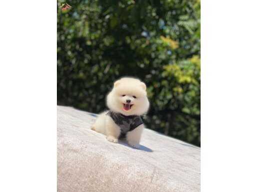 Oyuncak Surat Pomeranian Boo Yavrumuz