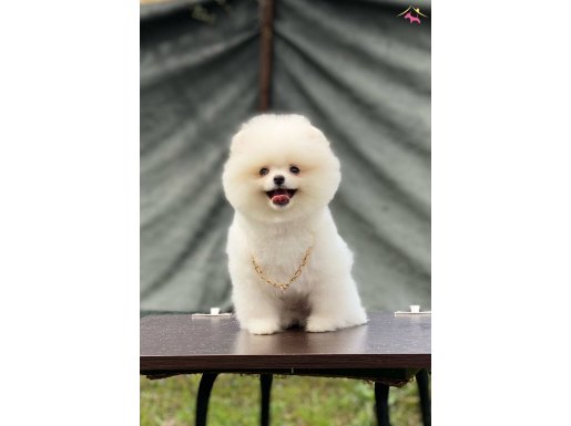 Kar Beyaz Pomeranian Boo Yavrumuz