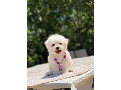 Kar Beyaz Maltese Yavrular