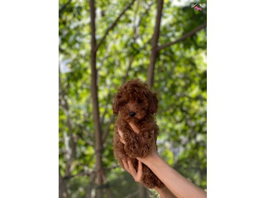 Ped eğitimli 3,5 aylık Red Brown Dişi Toy Poodle 