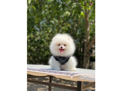 Oyuncak Surat Pomeranian Boo Yavrularımız