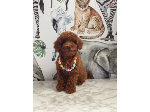 Tuvalet Eğitimli Dişi Redd Brown Toy Poodle